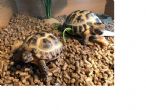 Rehomed...Horsfields :Both looking to be females approx 2-3 years old (Crush and Azkar)